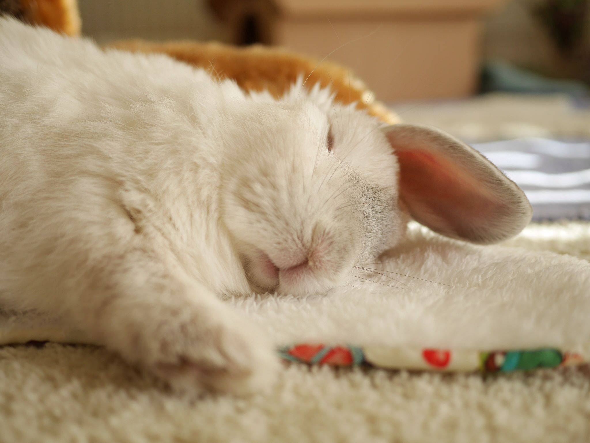 Как спят декоративные кролики и сколько в сутки