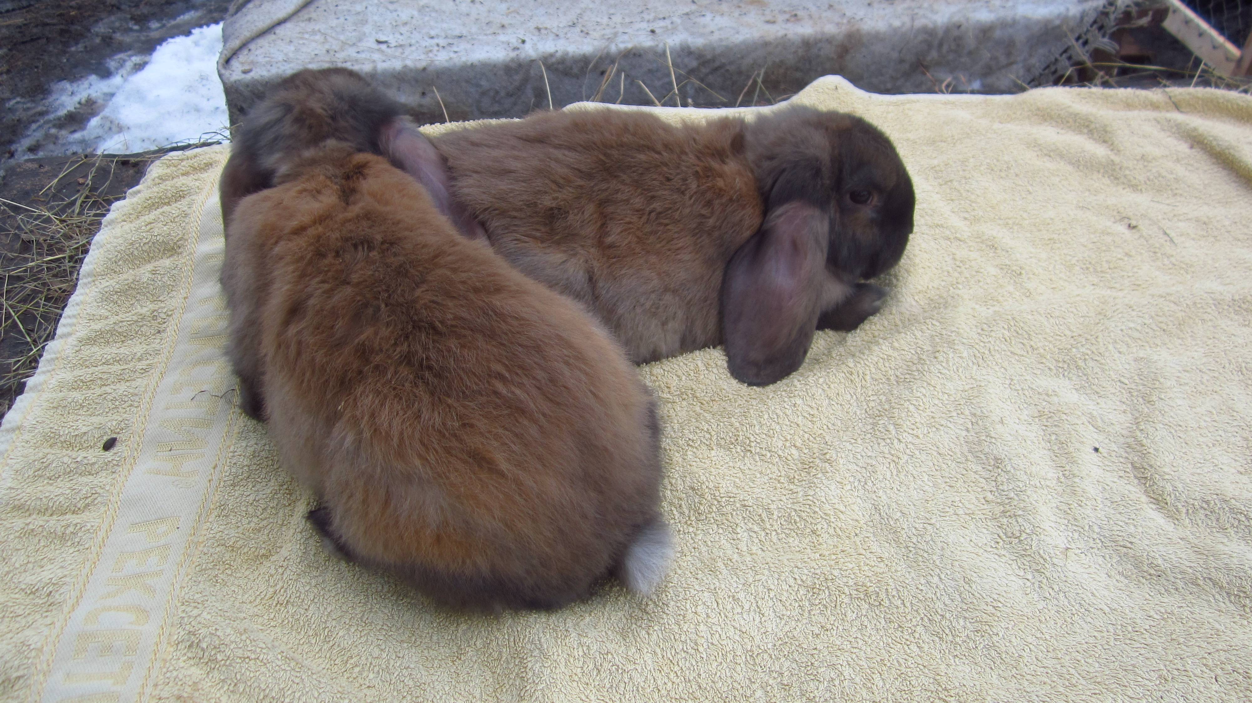 Разведение кроликов породы баран вислоухий