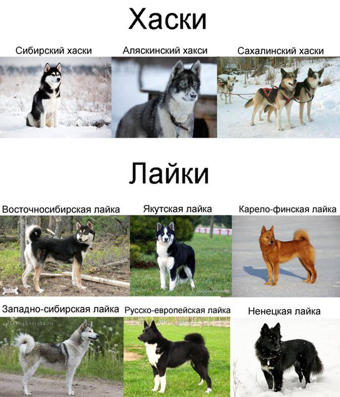 Похожие на хаски собаки: какие это породы, как они выглядят, какие у них имеются особенности, что есть общего и в чем отличия