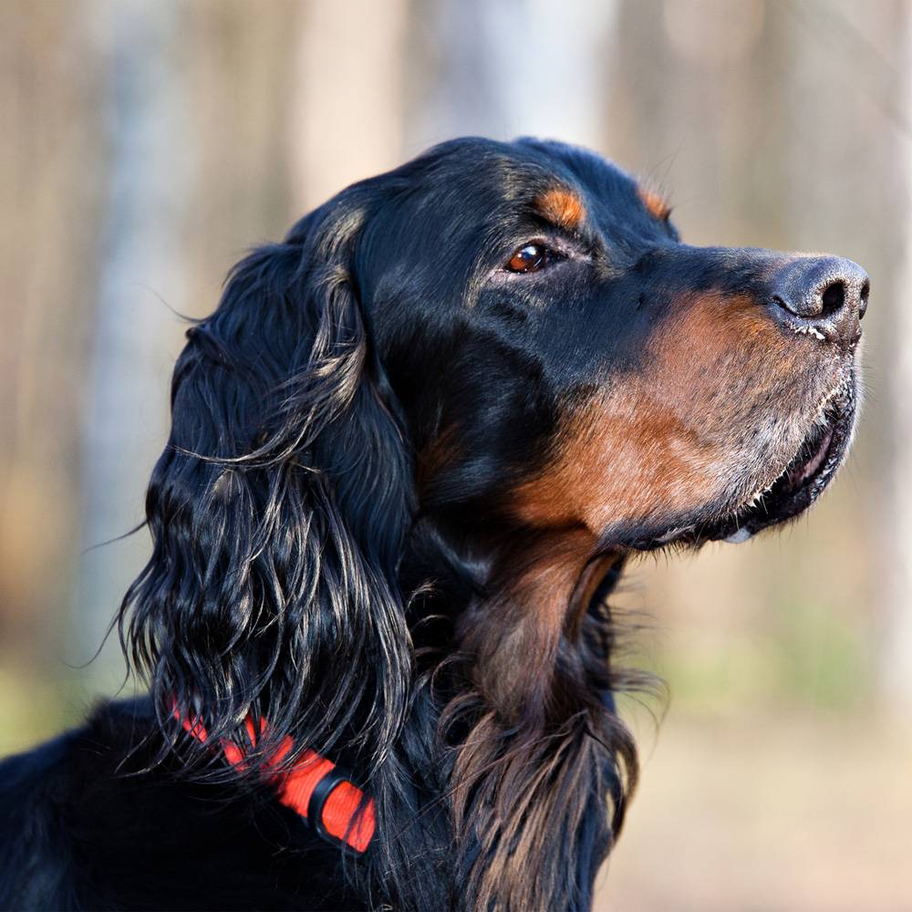 Шотландский сеттер (гордон): описание породы, характеристика охотничьей собаки, фото щенков, цена