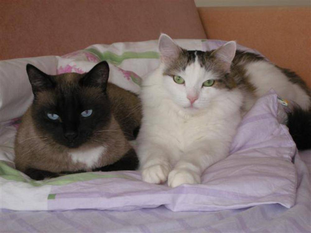 Кого наши кошки и коты выбирают себе в любимчики? — обсуждение в группе "кошки" | птичка.ру
