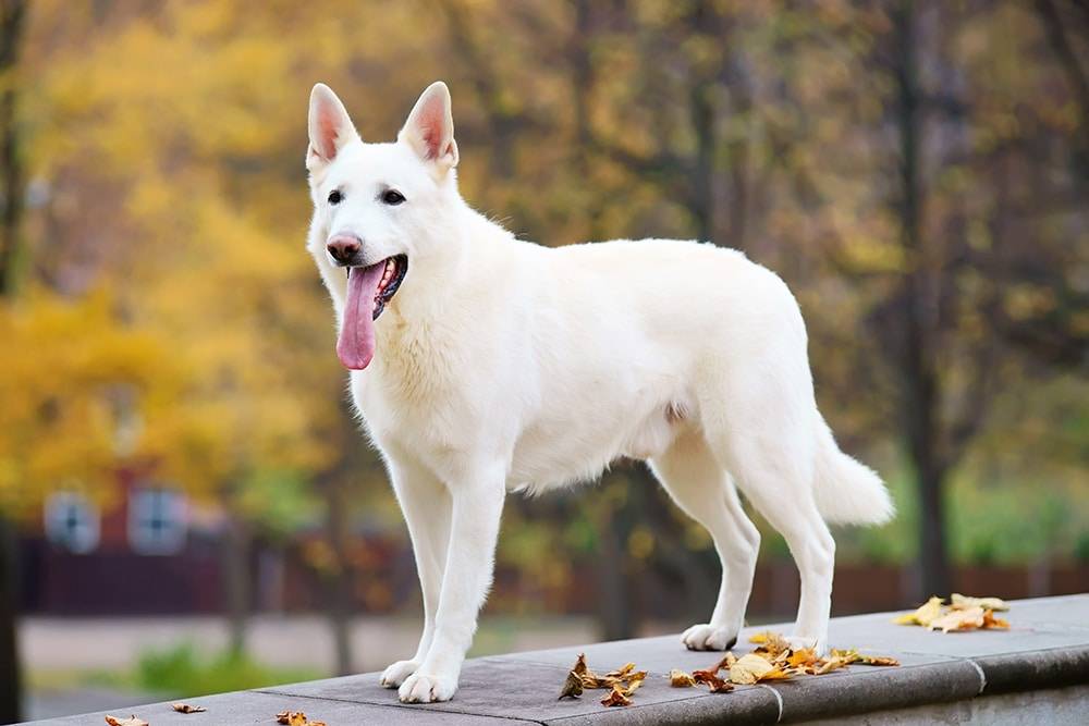 Швейцарская овчарка (фото): белоснежный пес - умный друг