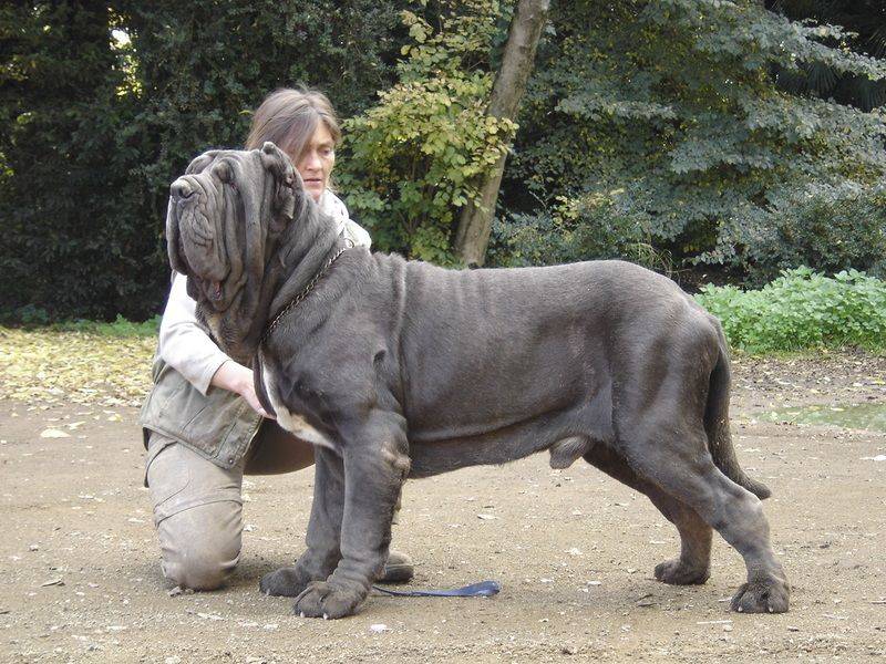 Топ 10 самых больших пород собак в мире