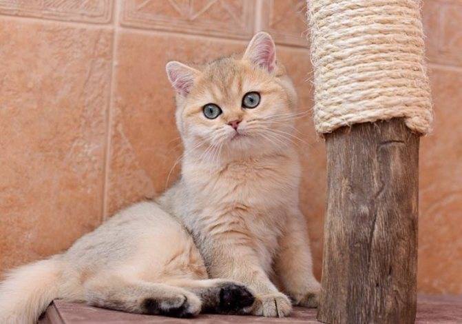 Золотая шиншилла кошка – особенности редкого окраса шерсти британской, шотландской, персидской пород