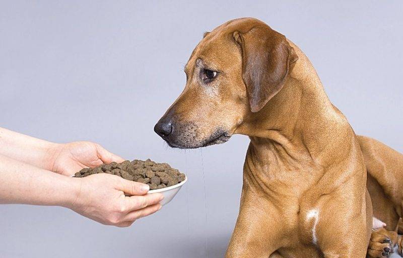 Что может означать вялость у собаки и отказ от пищи: что может сделать хозяин