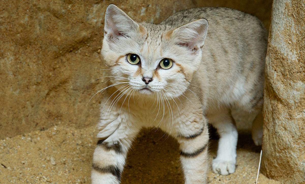 Барханный кот (fеlis mаrgаritа)