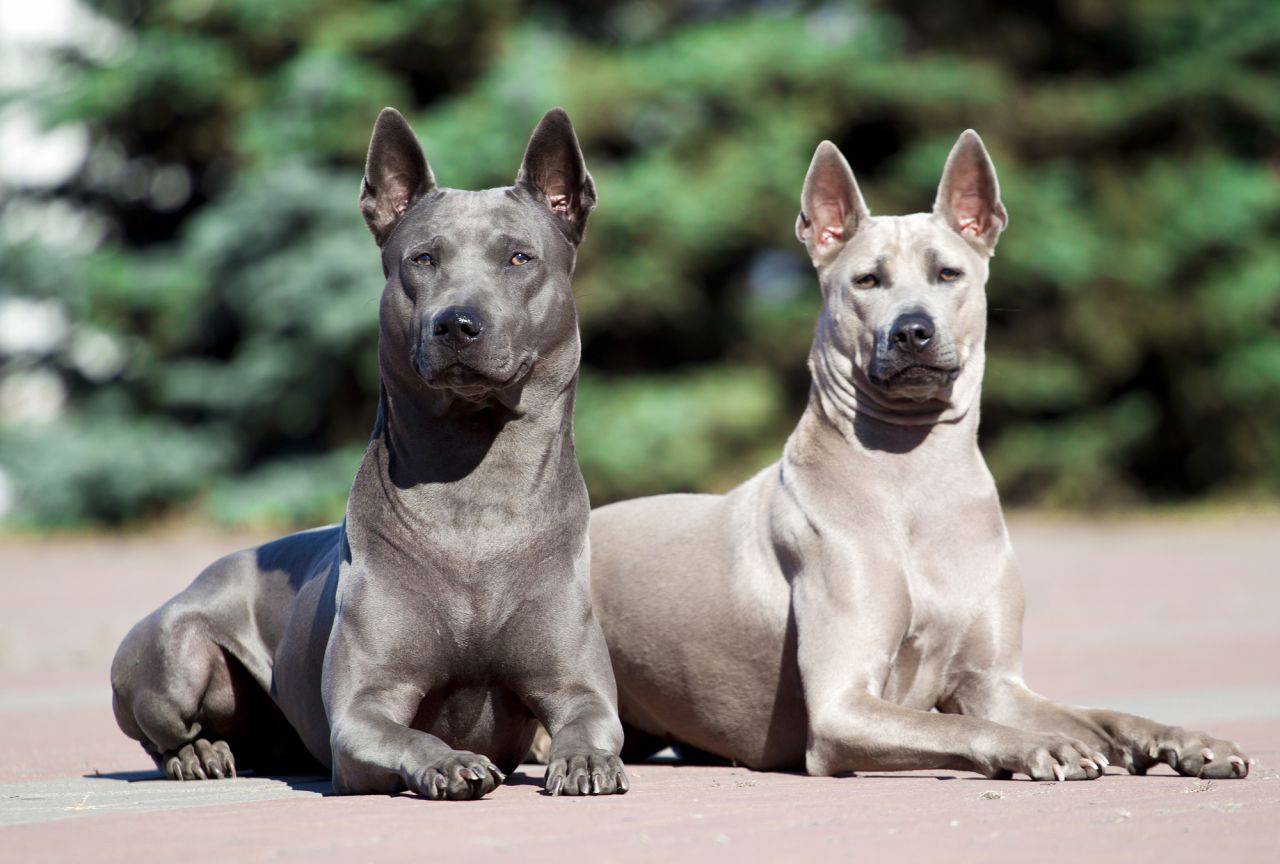 Самые добрые собаки – топ-10 пород с фото и описанием