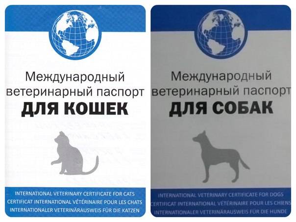 Ветеринарный паспорт для кошки: как получить и на что обратить внимание при оформлении ветпаспорта