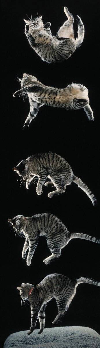 Кошка приземляется на лапы. почему кошки приземляются только на лапы