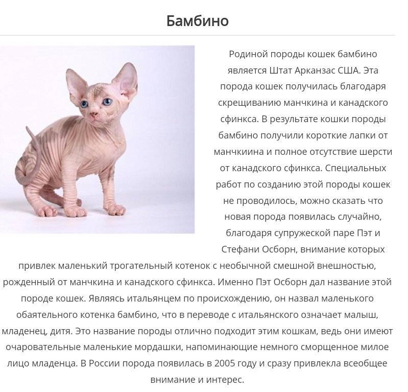 Бамбино – фото кошки, описание характера бамбино и характеристика породы