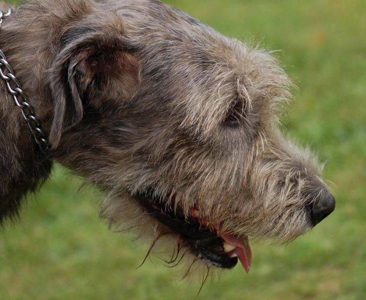 Ирландский волкодав: фото и видео породы собак, характер ирландской борзой и стандарт породы