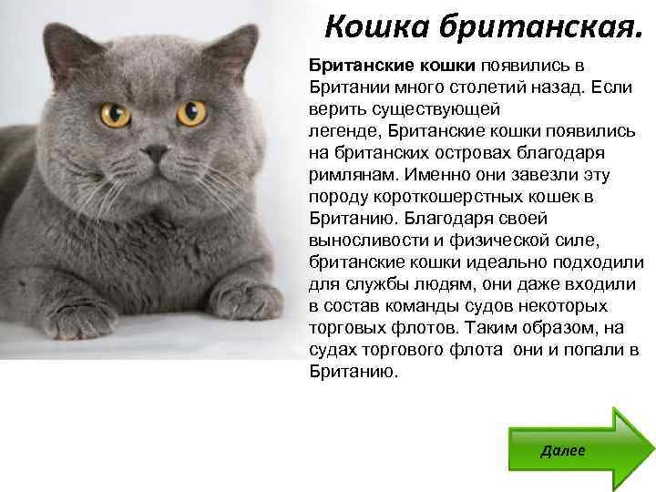 ᐉ восточно европейская кошка – кельтская порода кошек фото - zoomanji.ru