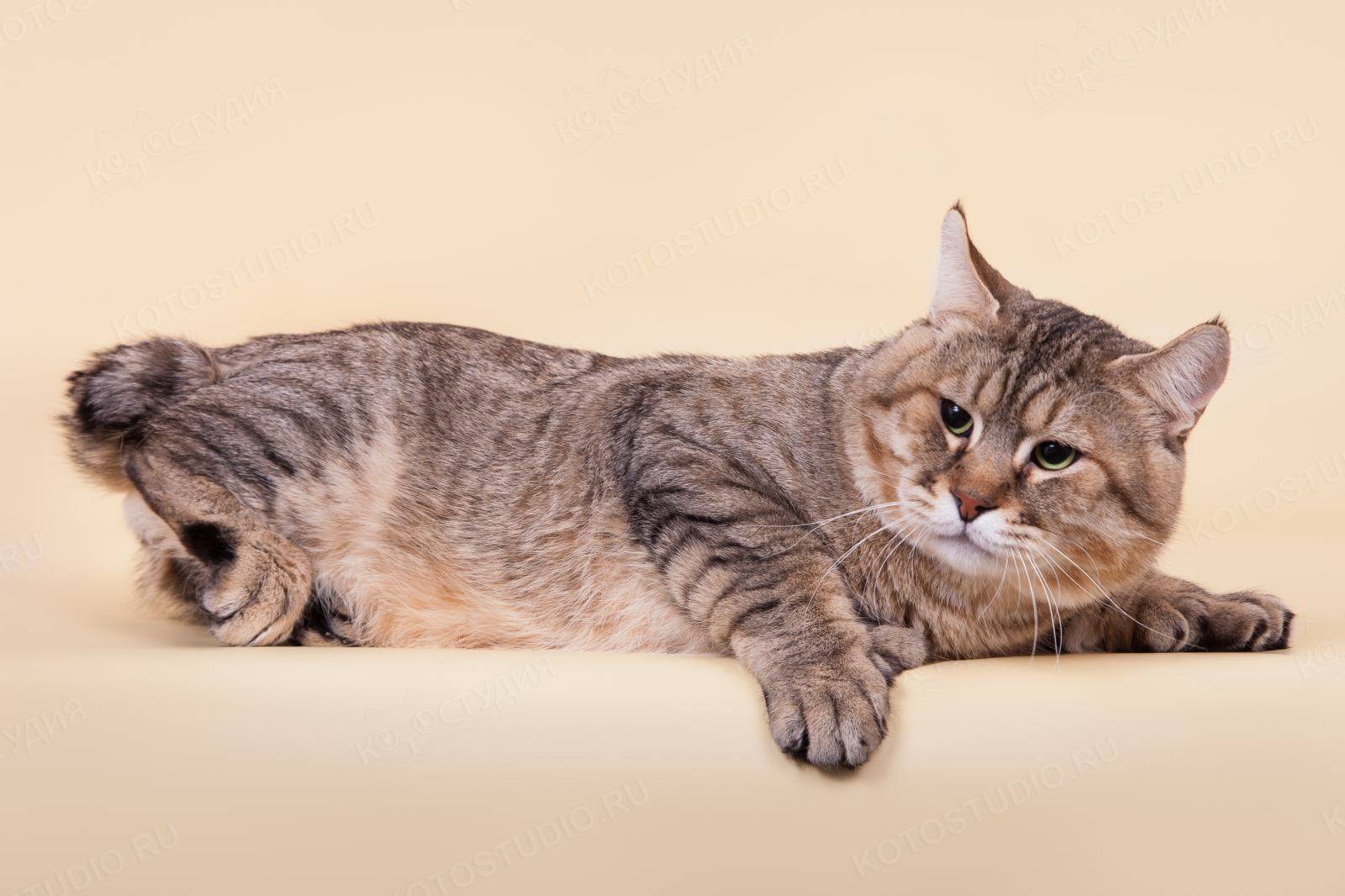 Самые добрые и ласковые породы кошек, их названия и фото