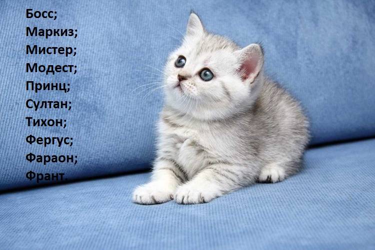 Как назвать персидского котенка