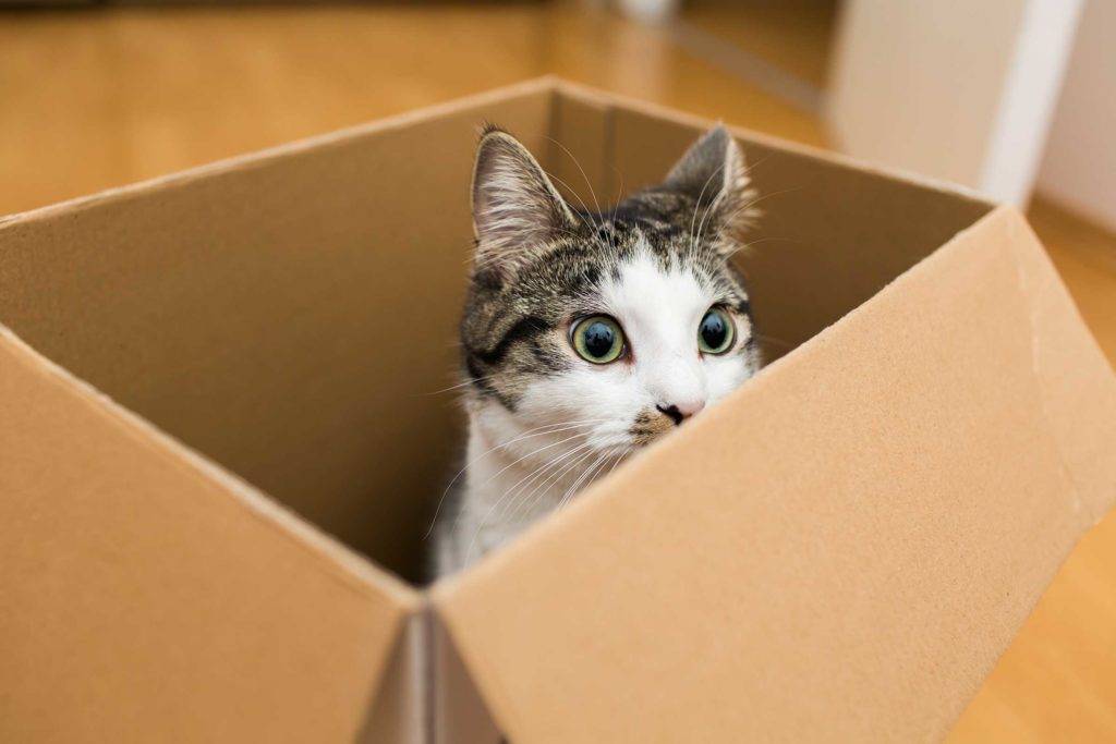 Почему кошки любят коробки и пакеты: объяснение поведения