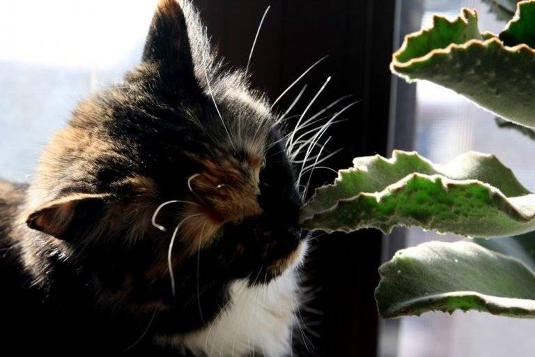 Выращивание травы для кошек в домашних условиях | блог ветклиники "беланта"