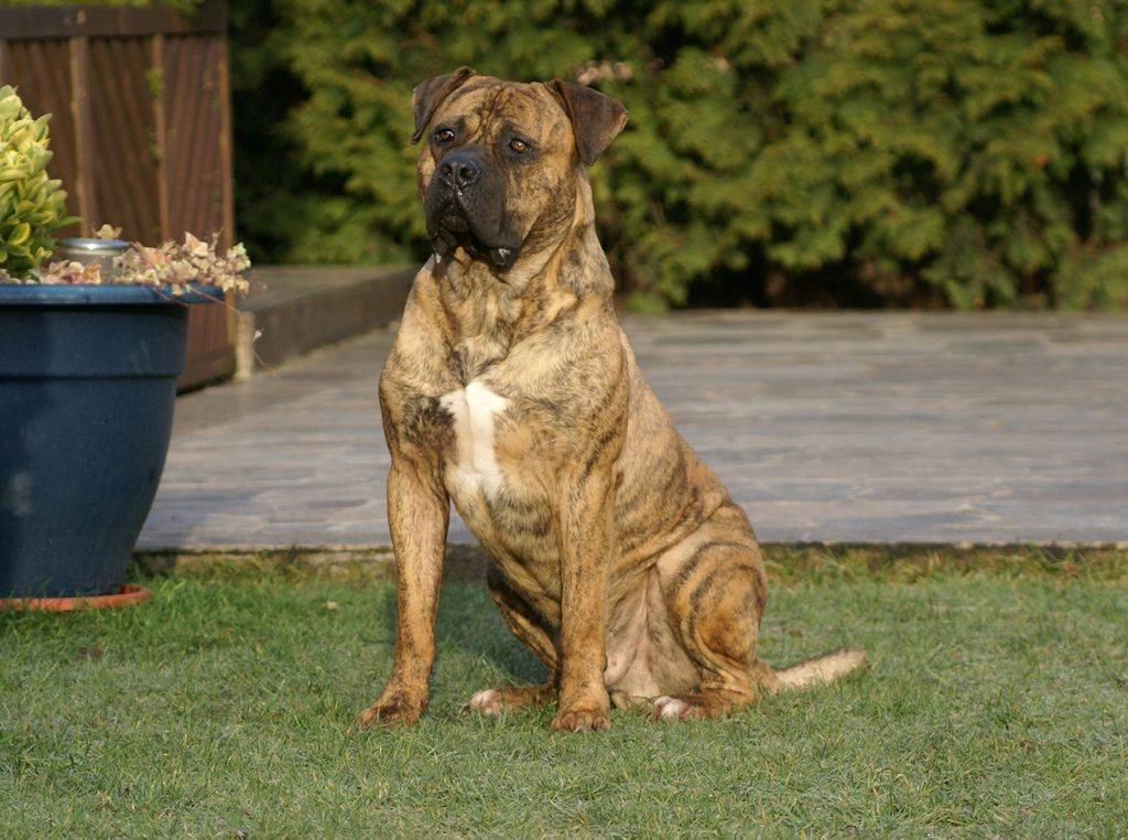Немецкий дог: все о собаке, фото, описание породы, характер, цена