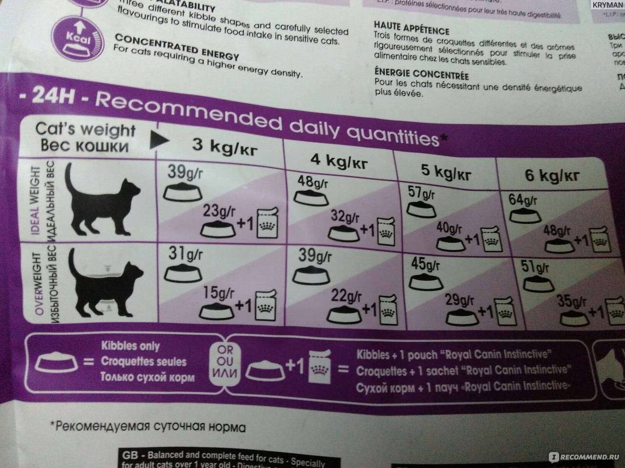 Каким кормом кормить котенка: как выбрать, советы ветеринара