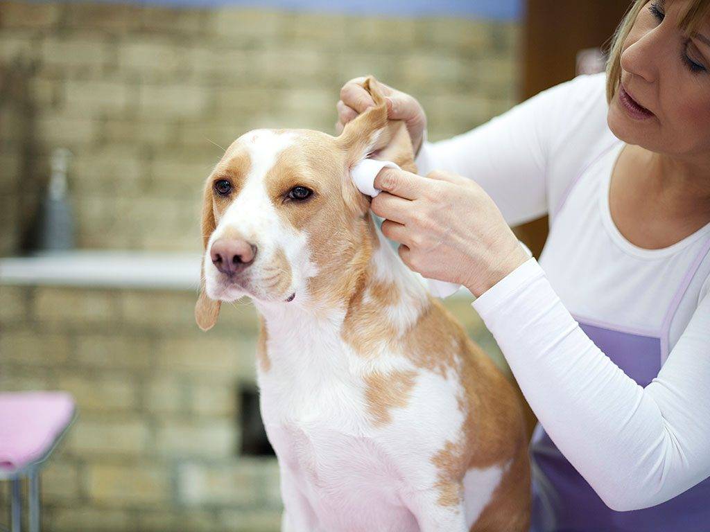 Гигиенический лосьон для чистки ушей у собак: топ-9 лучших средств, отзывы
