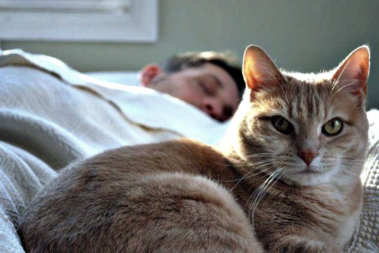 Почему кошка ложится на человека: причины поведения, зачем питомцы спят рядом с хозяином