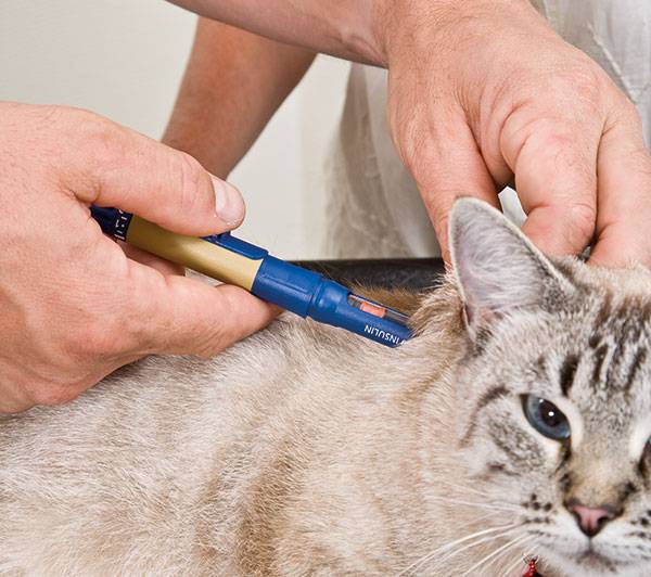 Как сделать укол кошке в домашних условиях: пошаговая инструкция