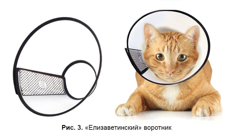 Попоны для кошек: виды, выбор и использование | блог ветклиники "беланта"