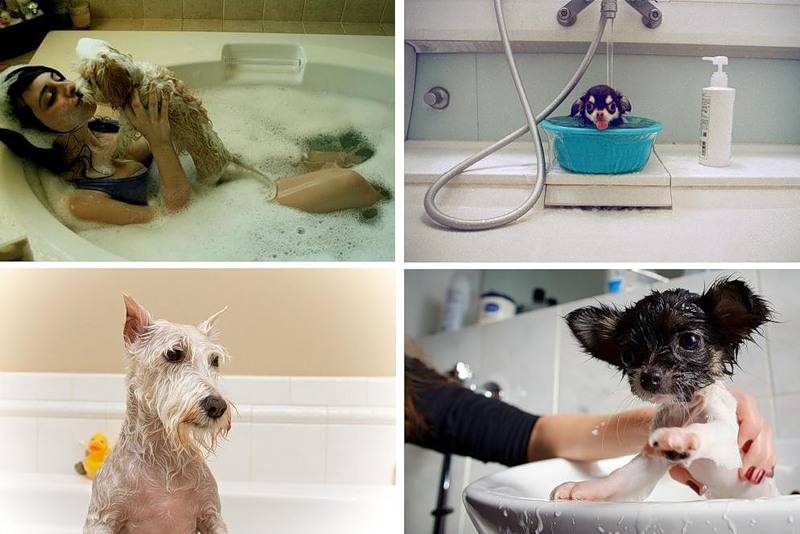 Можно ли купать собаку обычным человеческим шампунем