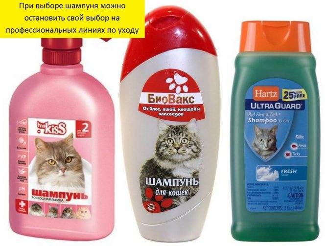 Шампунь для кошек – какое средство выбрать для мытья короткошерстного, длинношерстого и лысого животного?