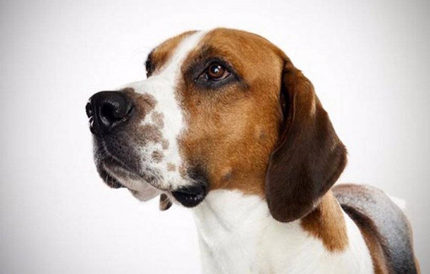 Фоксхаунды (30 фото): описание английских и американских фоксхаундов, особенности пород и характера собак