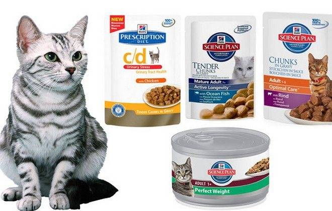 Какой сухой корм для кошек самый лучший по мнению ветеринаров? рейтинг 2021