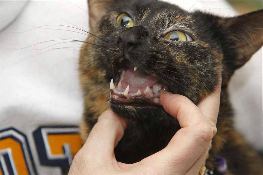 Пена изо рта у кошек: примеры что можно сделать в домашних условиях