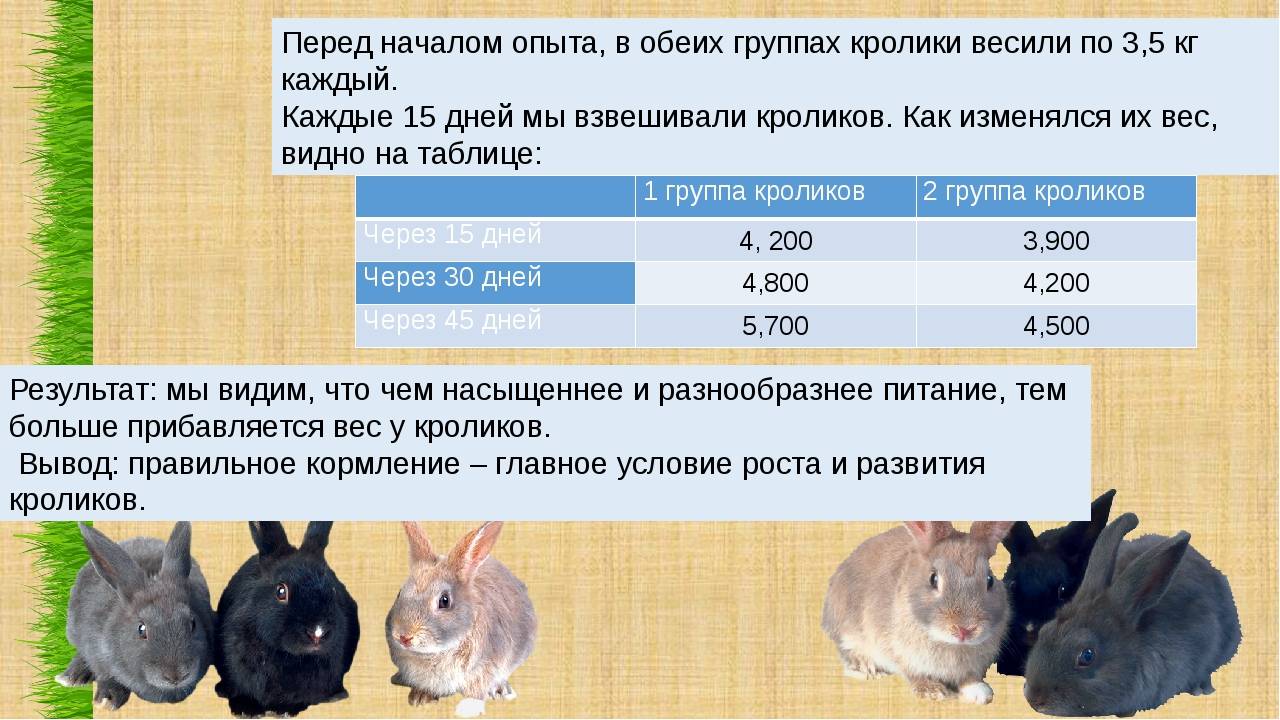 Чем кормить кормящих крольчих: после окрола, зимой, сколько раз в день