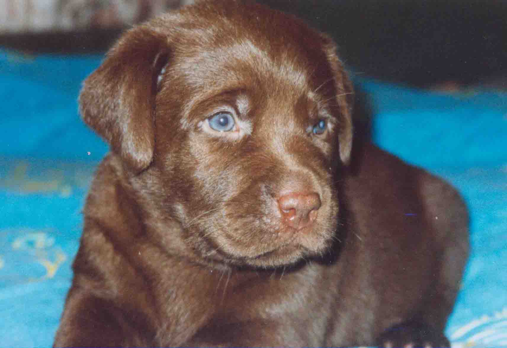 Шоколадный лабрадор с голубыми глазами