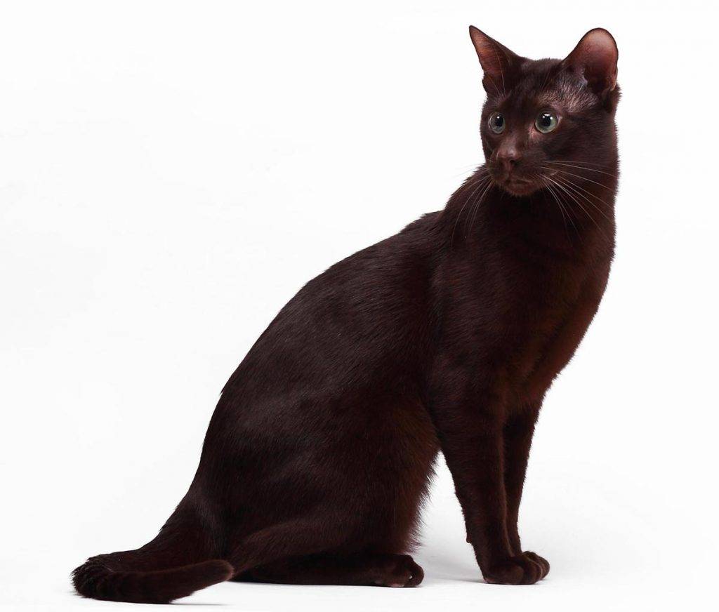 Кошка гавана браун: описание ориентальной породы
