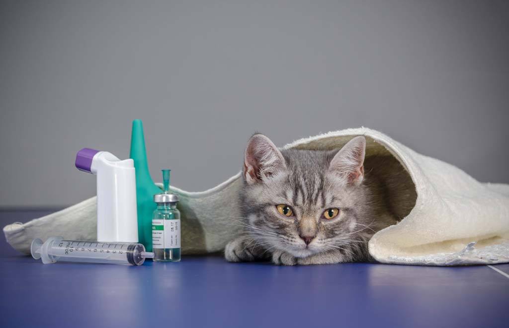 Лямблиоз у кошек | симптомы и лечение лямблиоза у кошек | компетентно о здоровье на ilive