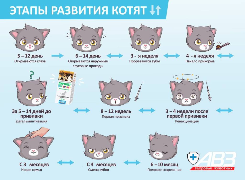 Как определить возраст котенка в домашних условиях: по зубам, внешнему виду, хвосту или поведению