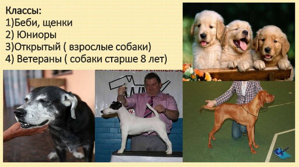 Особенности классификации пород собак fci (5-10 группы)