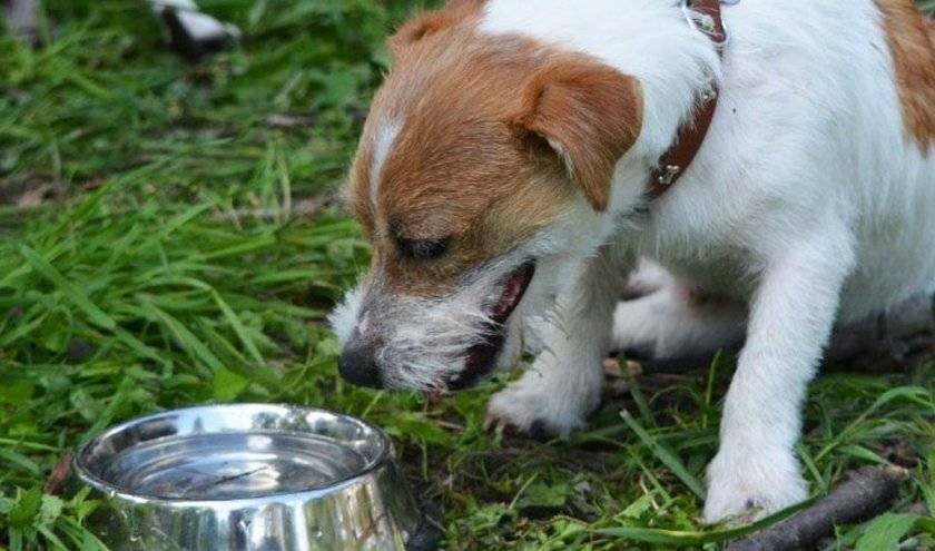 Собака пьет много воды и часто мочится: причины и лечение,