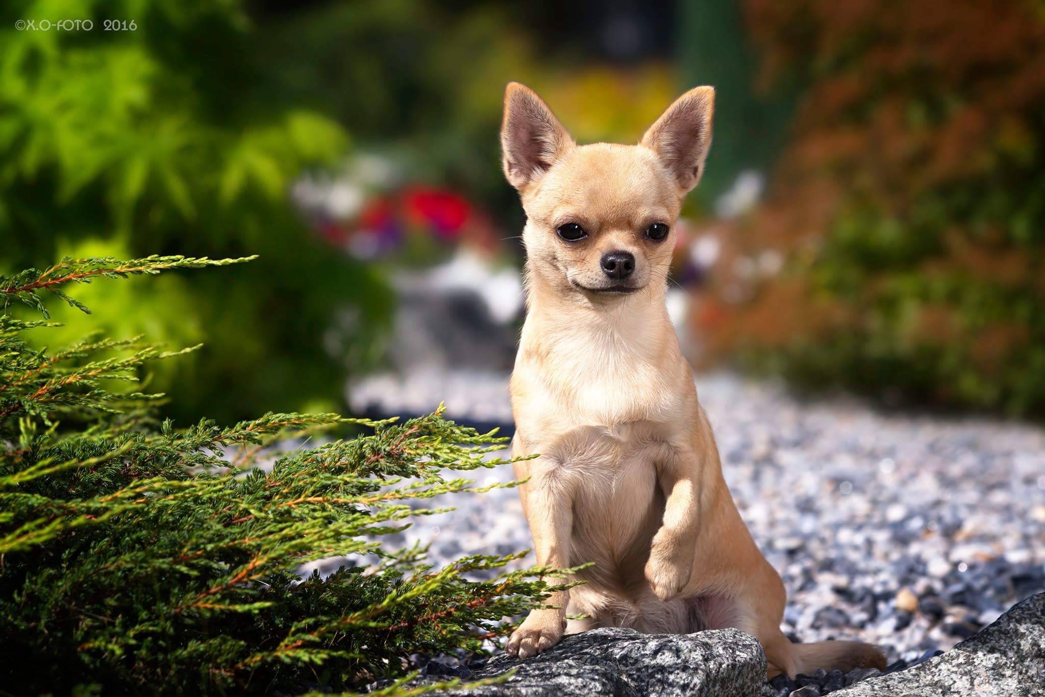 Чихуахуа - 92 фото самой маленькой, карликовой породы собак