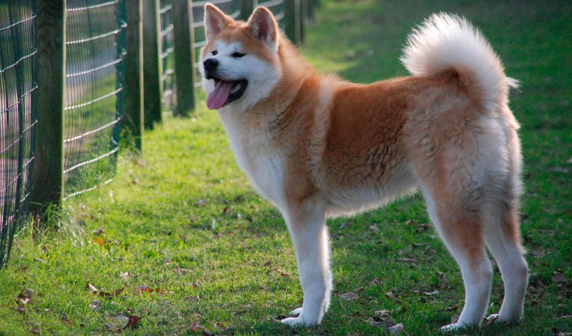 Хоккайдо (айну) – японская порода собак