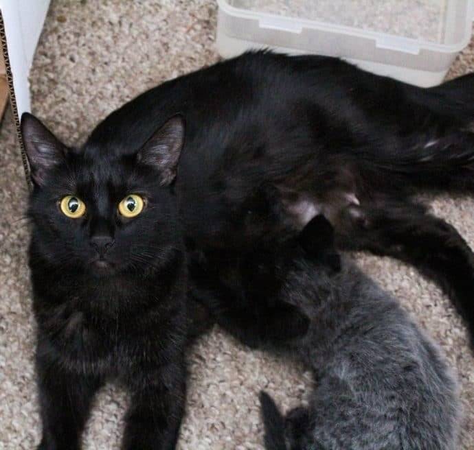 Черные кошки с сединой ⋆ онлайн-журнал для женщин
