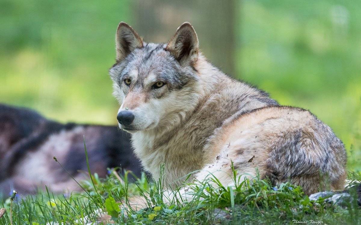 Волкособы: описание, характер, цена и фото собаки-волка
