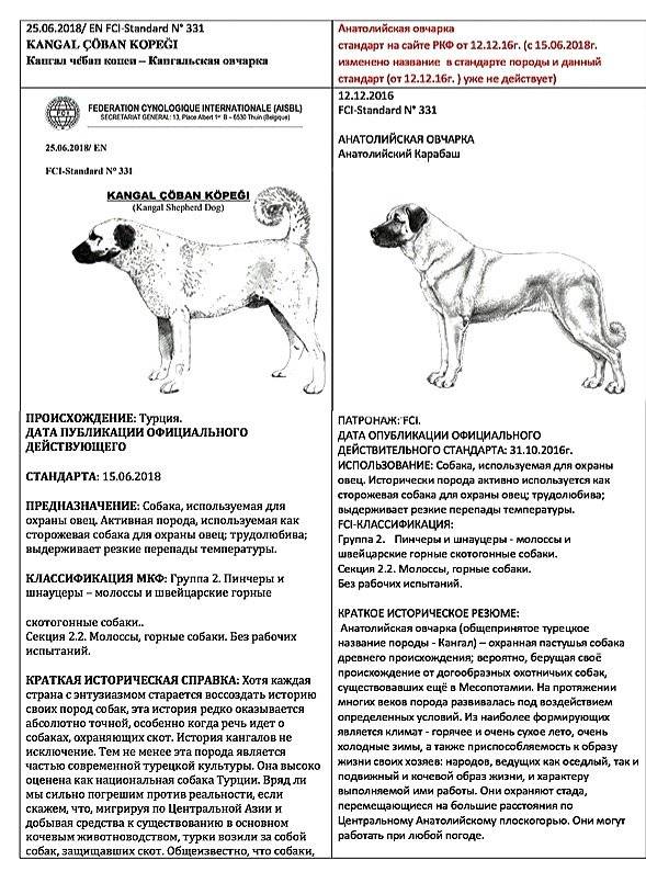 Выносливый и энергичный компаньон — норвежский бухунд