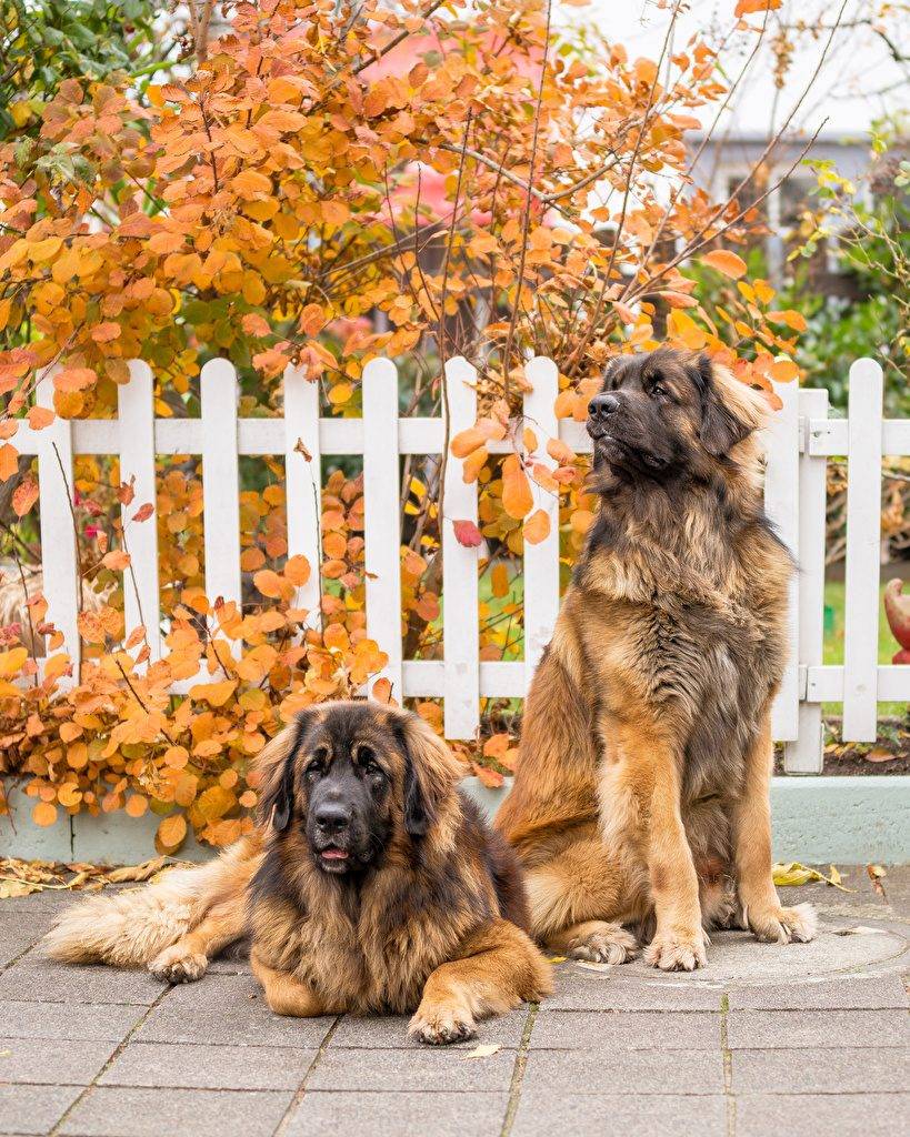 Порода собак леонбергер: описание и стандарт, характер, отзывы
