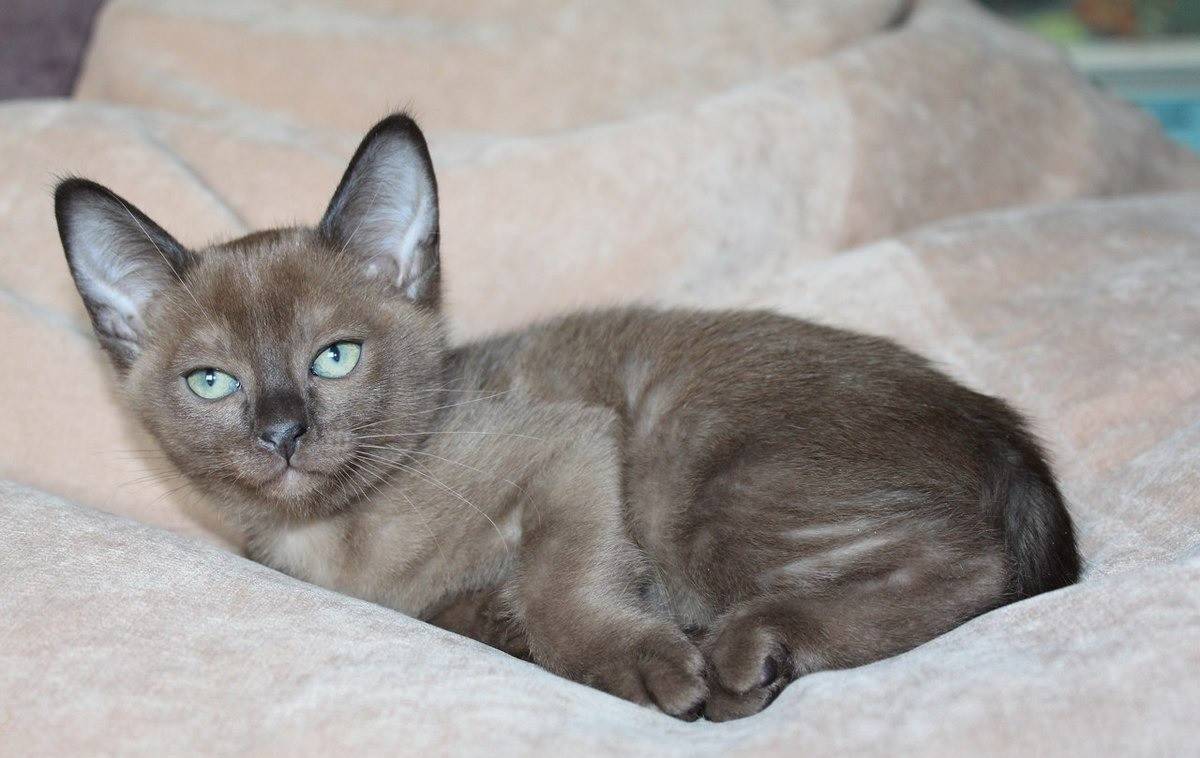 Тонкинская кошка (тонкинез): фото, о породе, характере, уходе