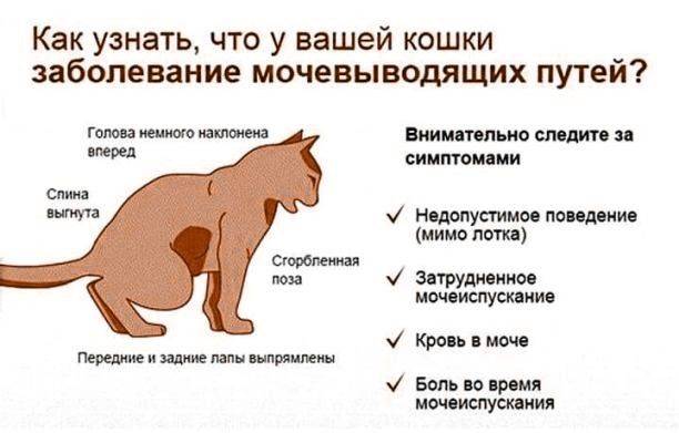 Пукают ли кошки и почему