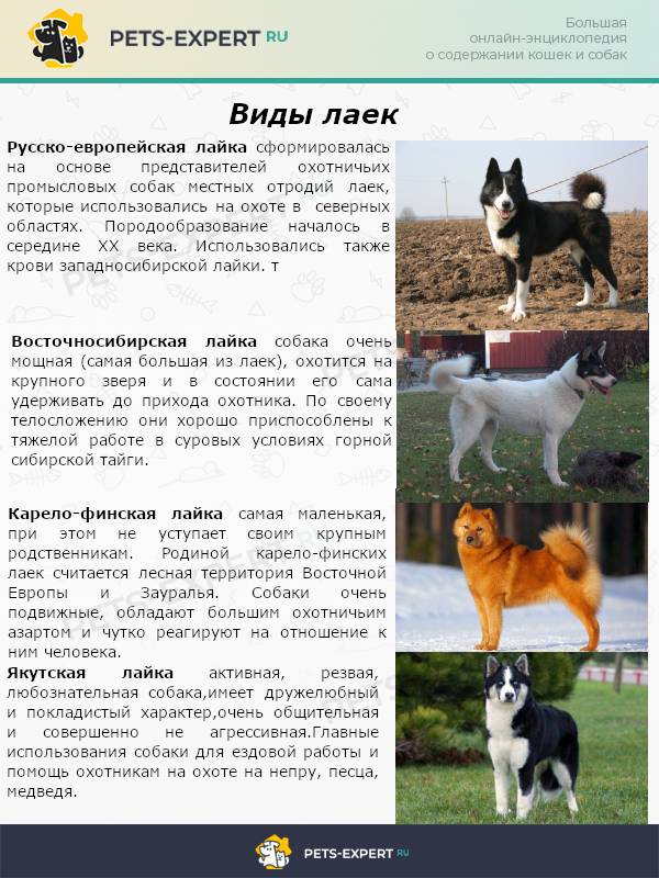 Описание и характеристика породы собак лайка