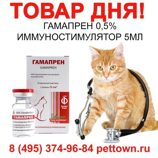 Эффективность гамапрена при лечении инфекционных заболеваний кошек