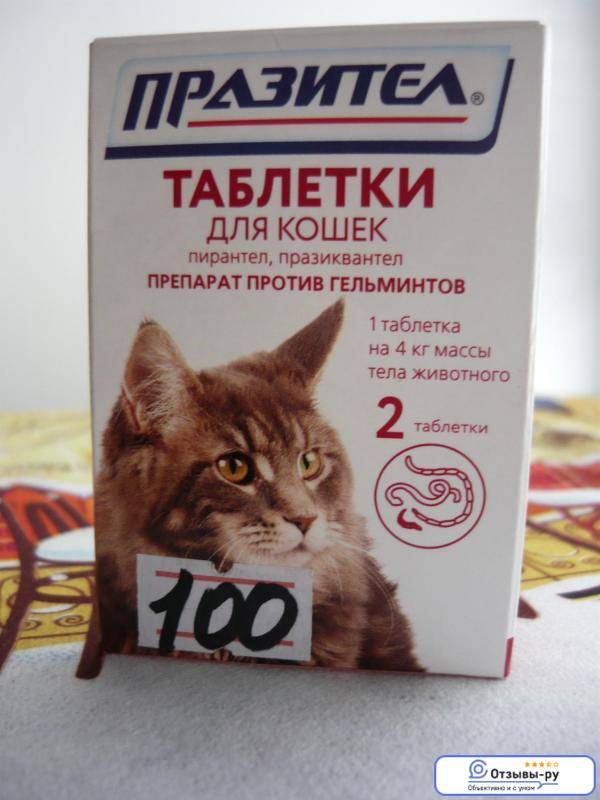 Лекарства, опасные для кошек