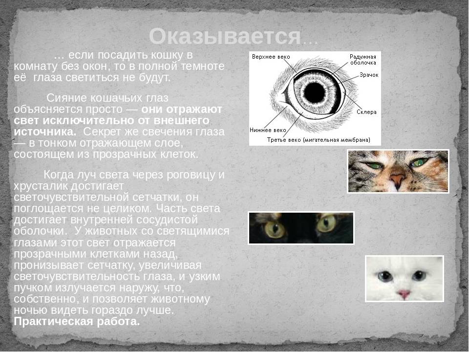 Секреты свечения кошачьих глаз в темноте